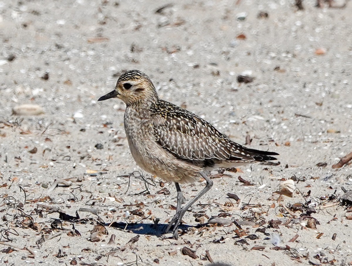 Pacific Golden-Plover - Eunice Schroeder