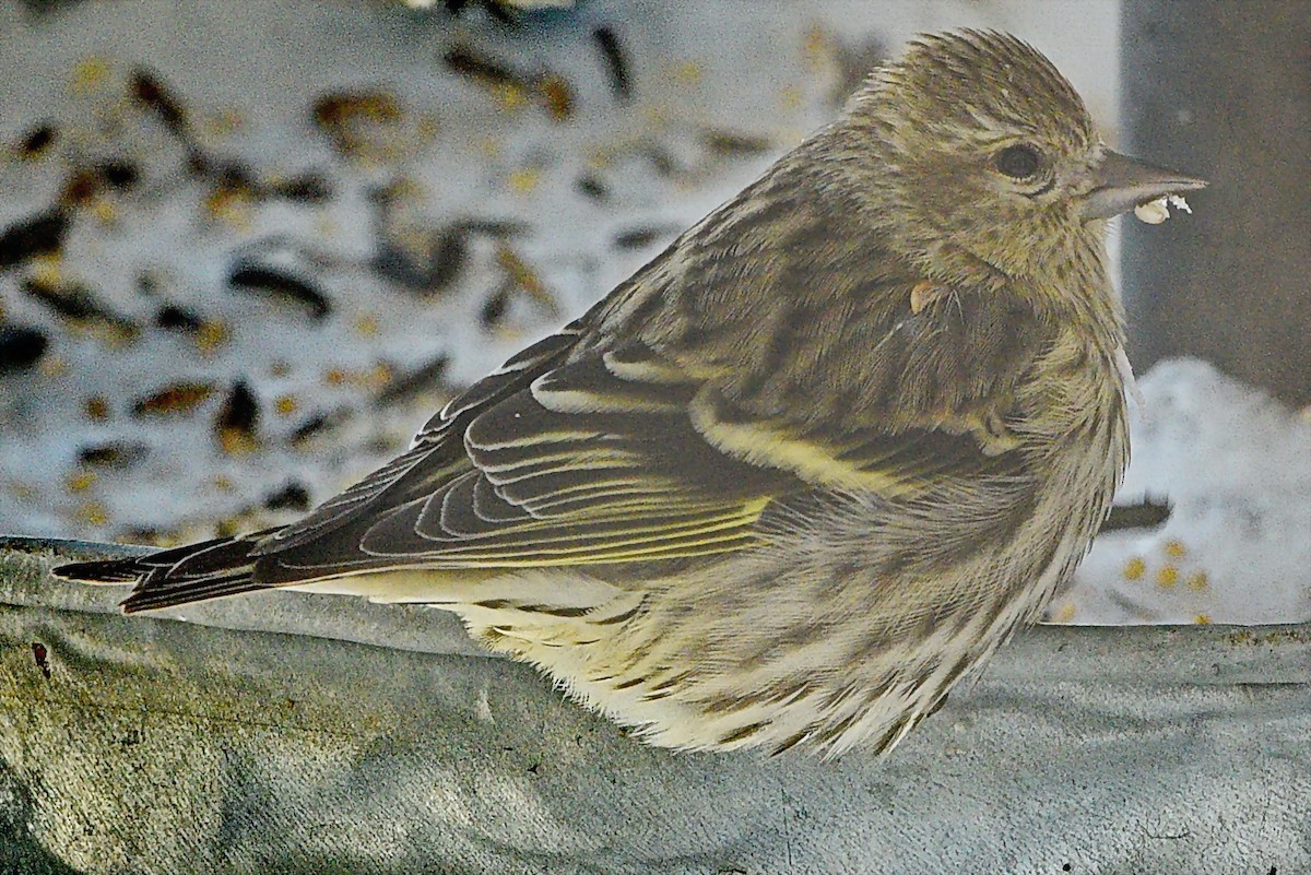 Pine Siskin - ML502486911