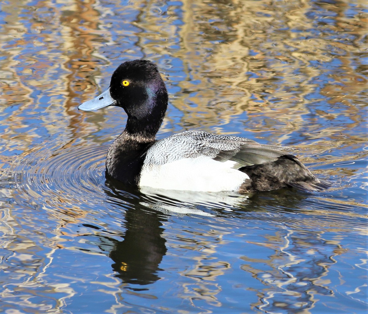 Lesser Scaup - Mike Riley