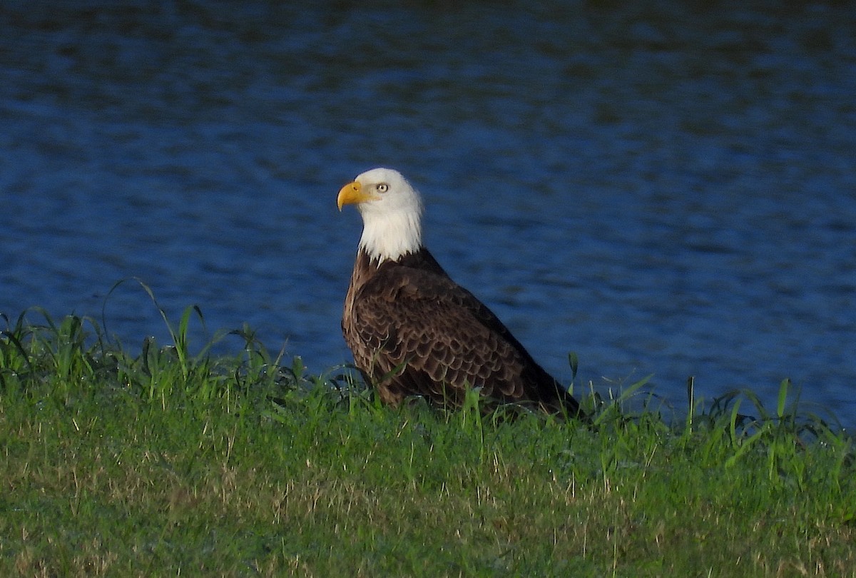 Weißkopf-Seeadler - ML502487721