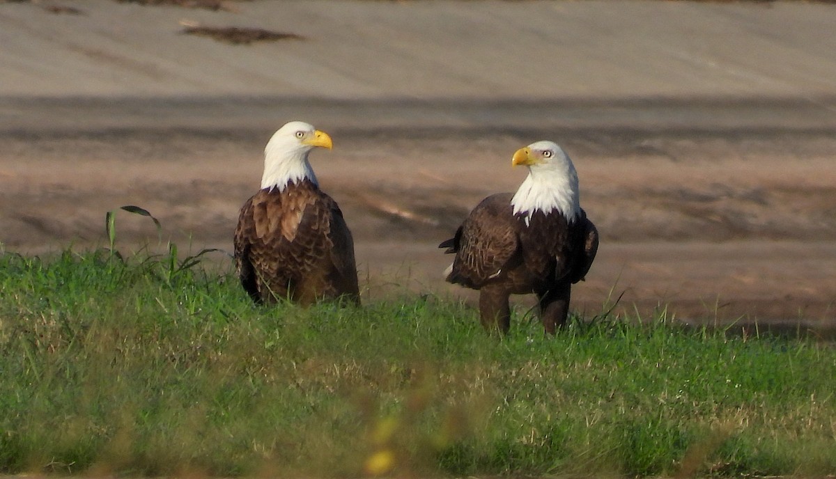 Bald Eagle - ML502488021