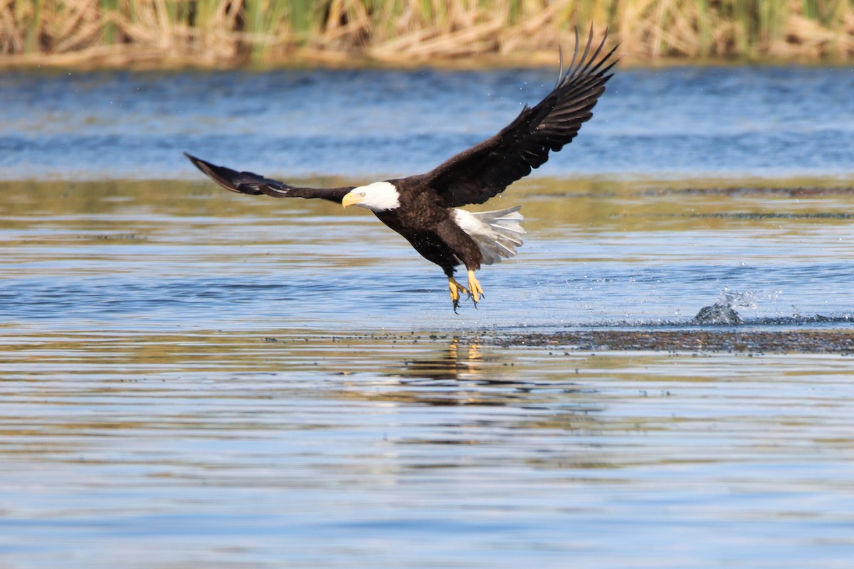 Bald Eagle - Diana Spangler