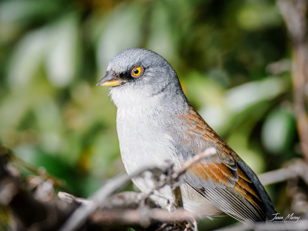 Yellow-eyed Junco - Jason Massey