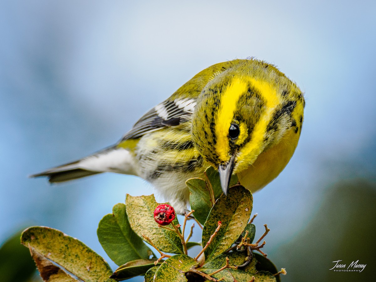 Townsend's Warbler - ML502489301