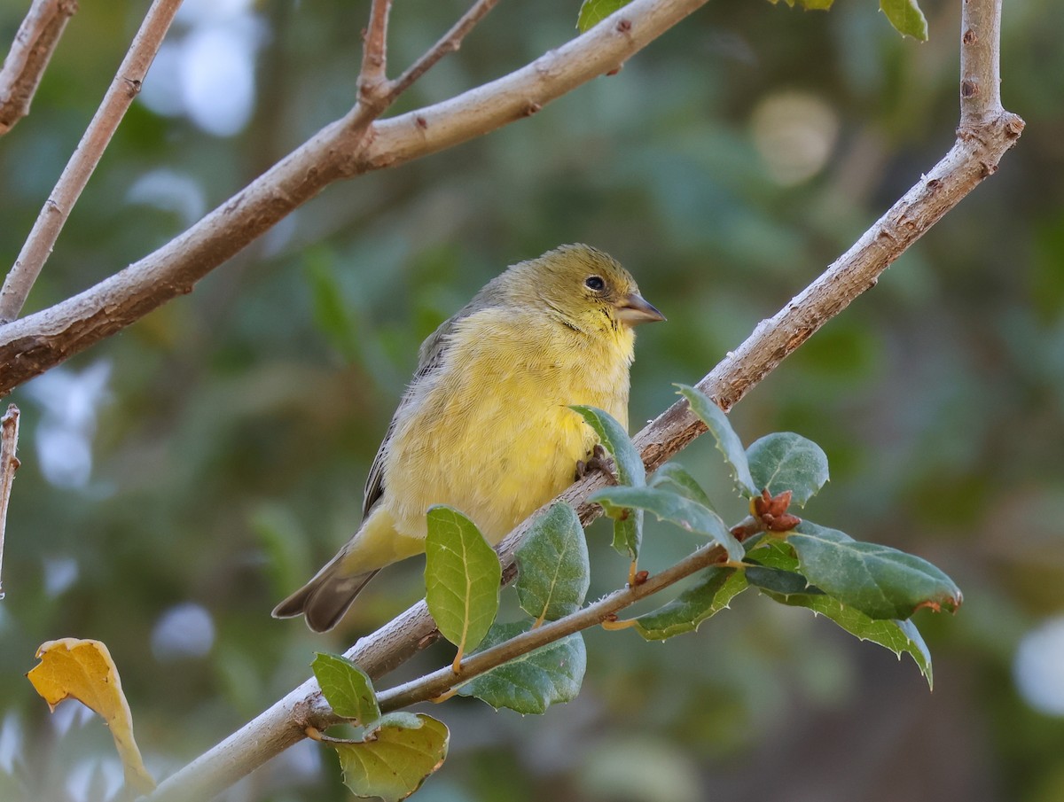 Lesser Goldfinch - ML502490191