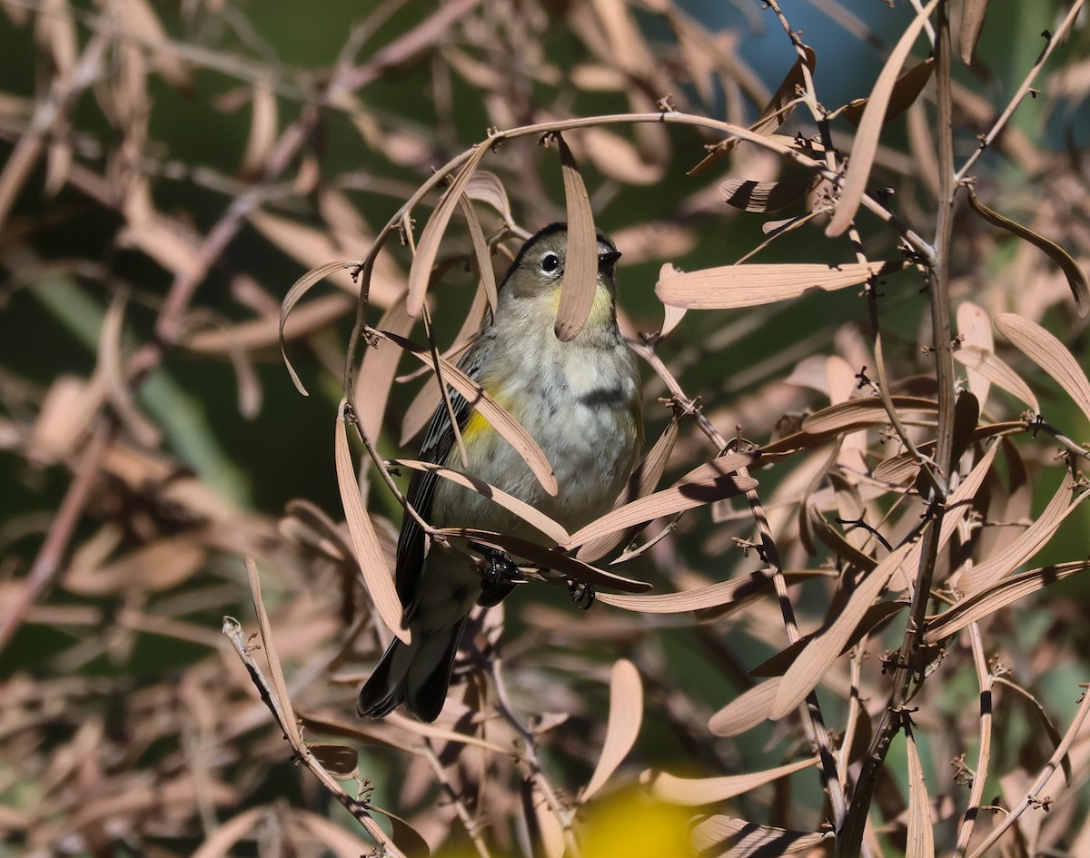 Kronenwaldsänger (Audubonwaldsänger) - ML502490231