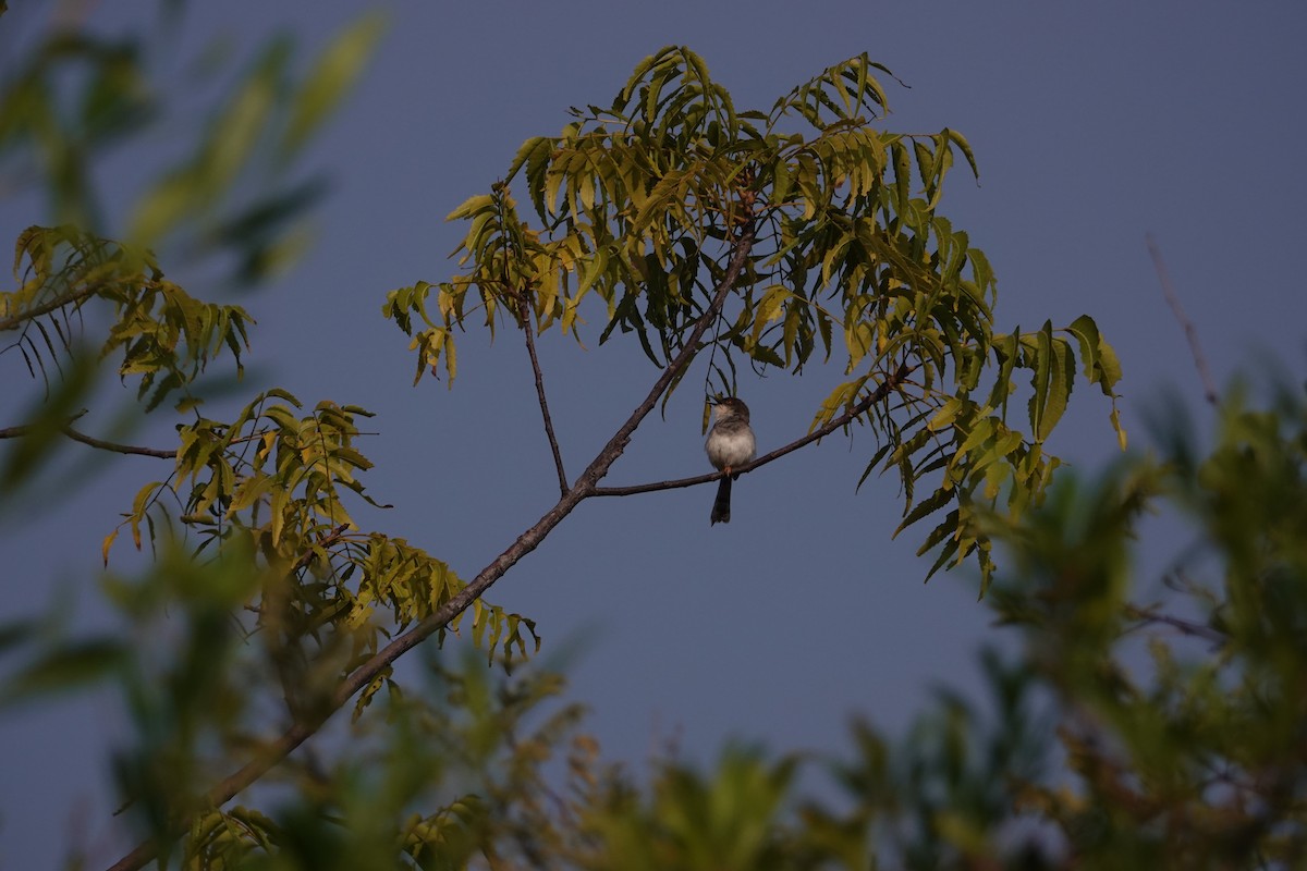 Gray-breasted Prinia - ML502490821