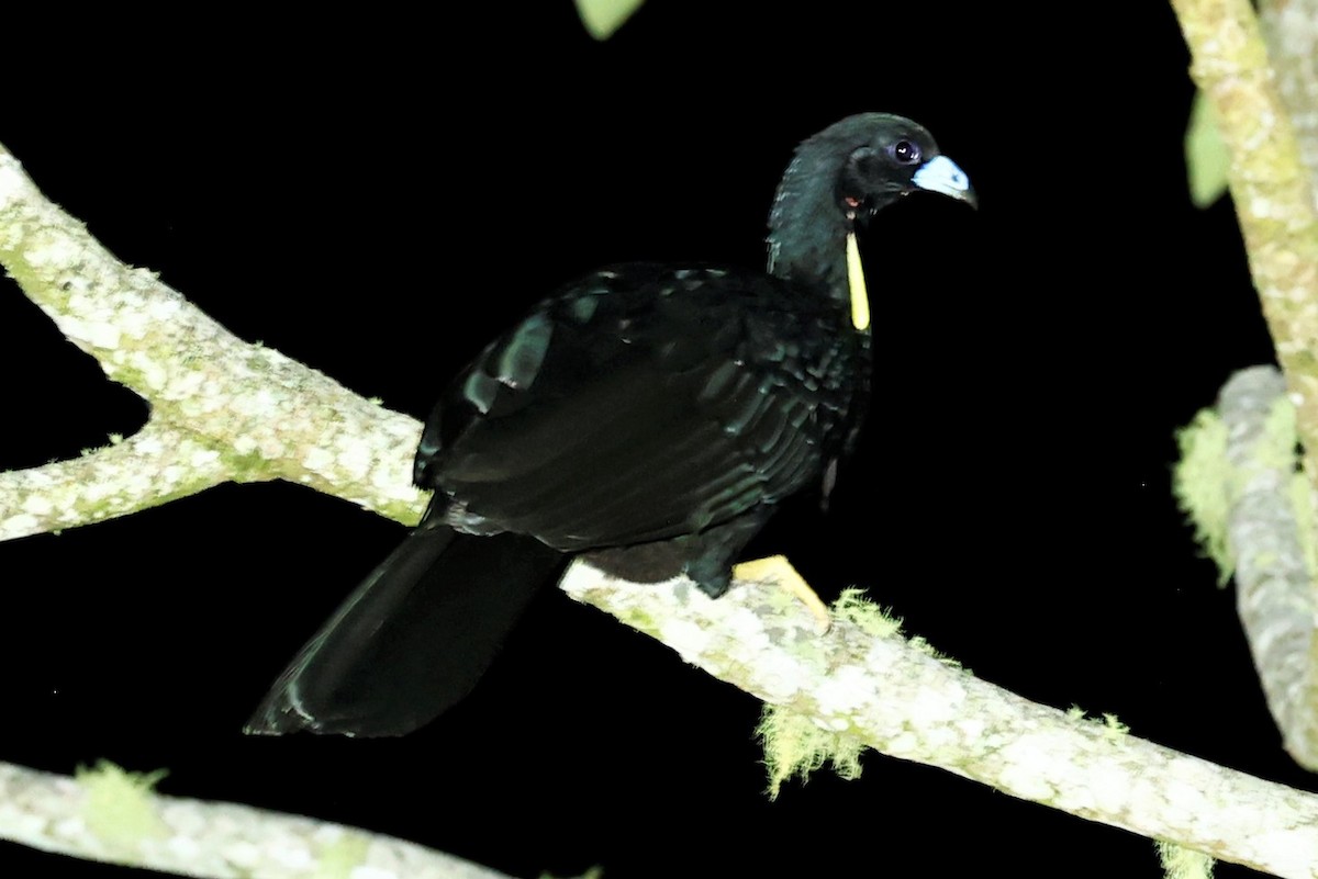 Wattled Guan - John Mills