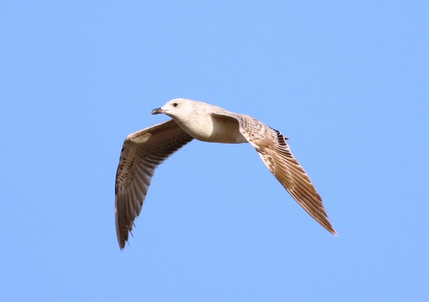 Armenian Gull - Alexandre Hespanhol Leitão