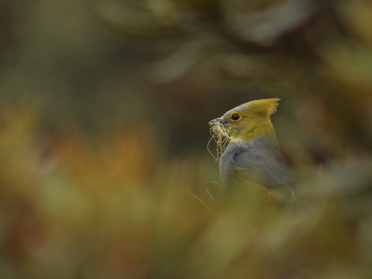 Long-tailed Silky-flycatcher - ML502493981