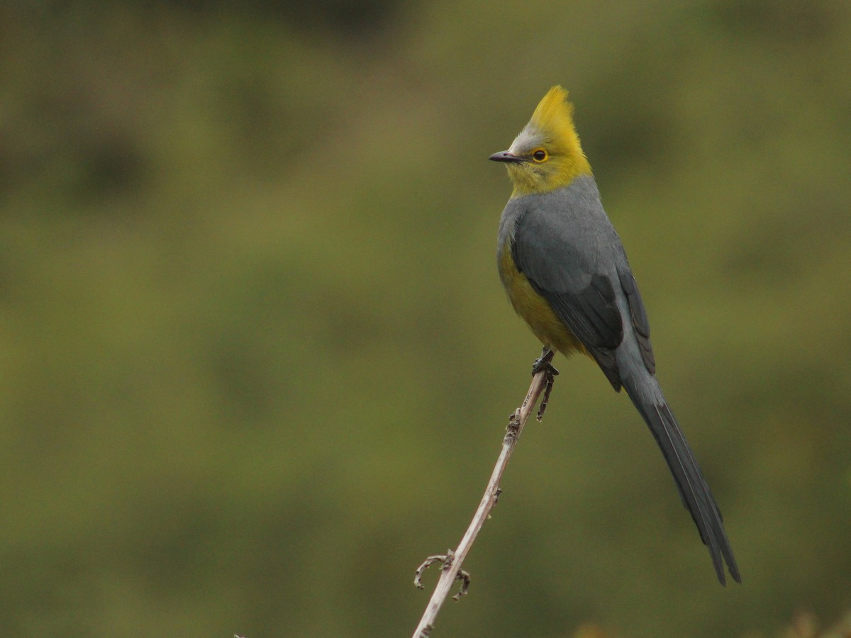 Long-tailed Silky-flycatcher - Pedro Castillo-Caballero