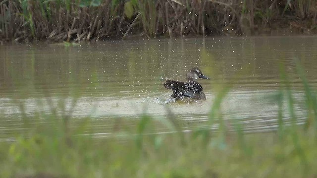 Pato Brasileño - ML502495201