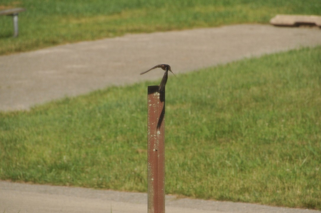 Barn Swallow - ML502496011