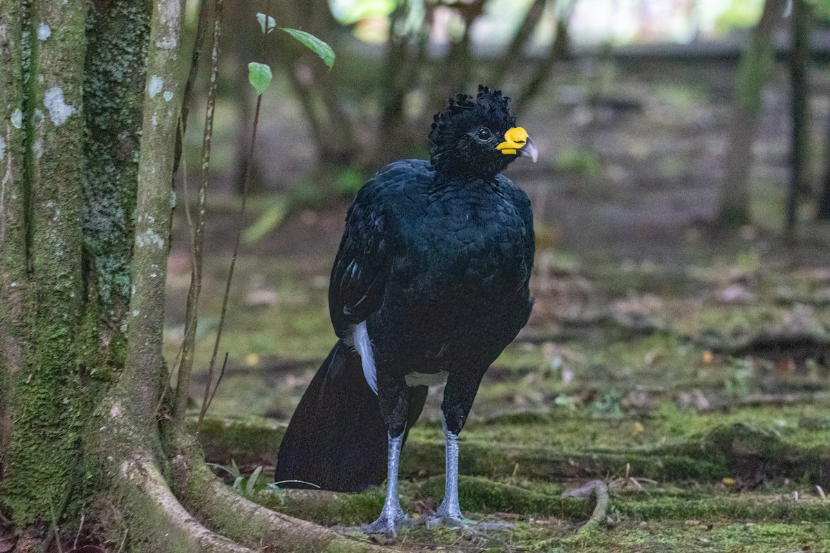 Great Curassow - ML502496411