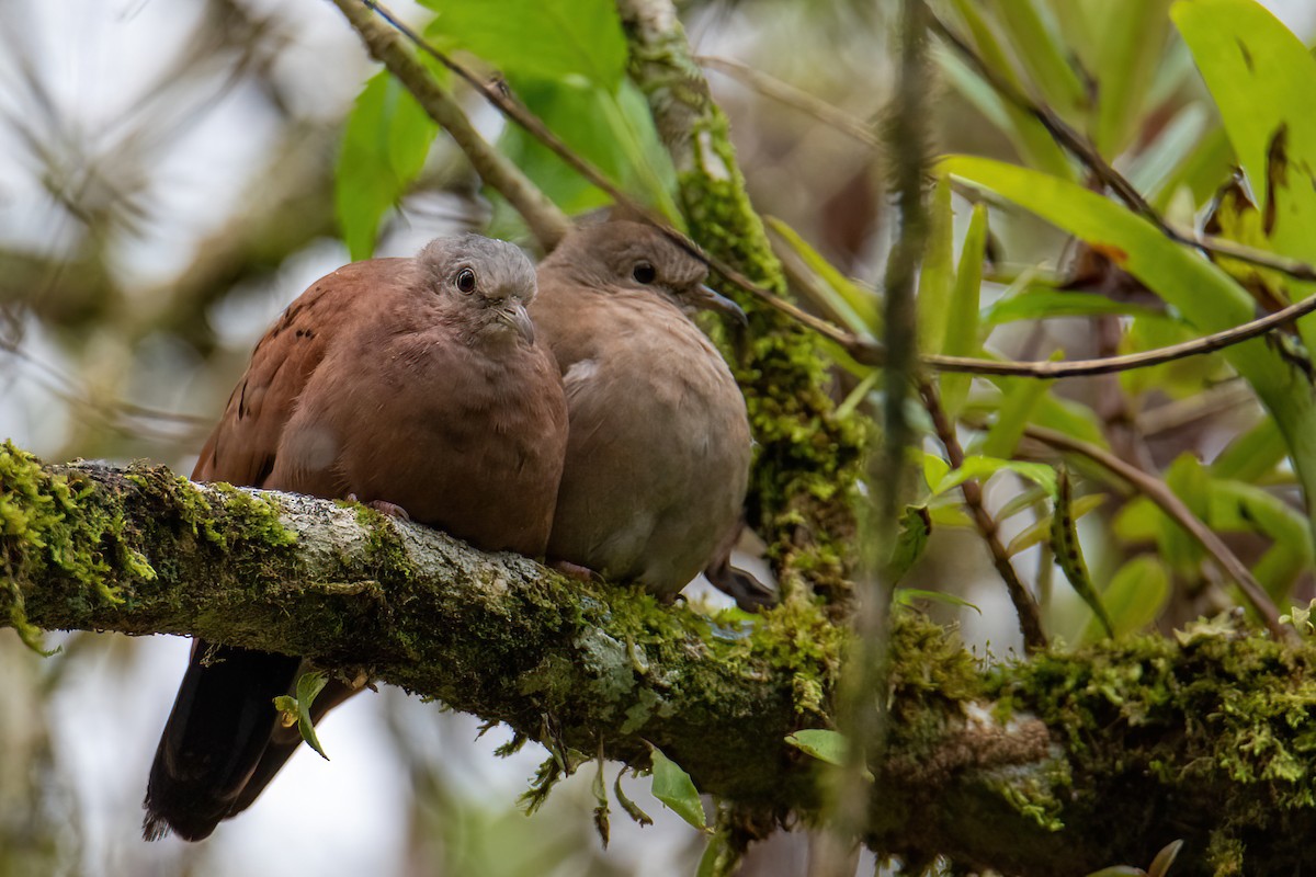 Ruddy Ground Dove - Michal Budzynski