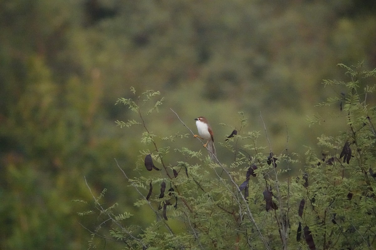 Yellow-eyed Babbler - ML502496971