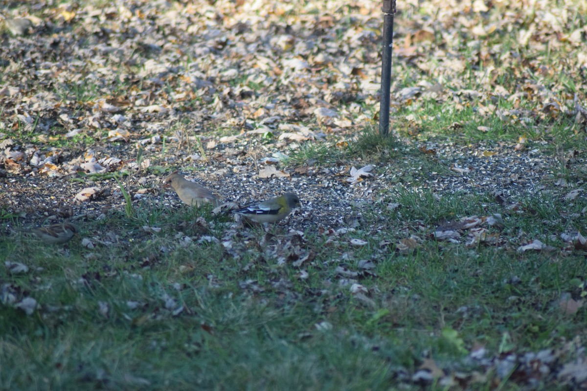 Evening Grosbeak - ML502497141