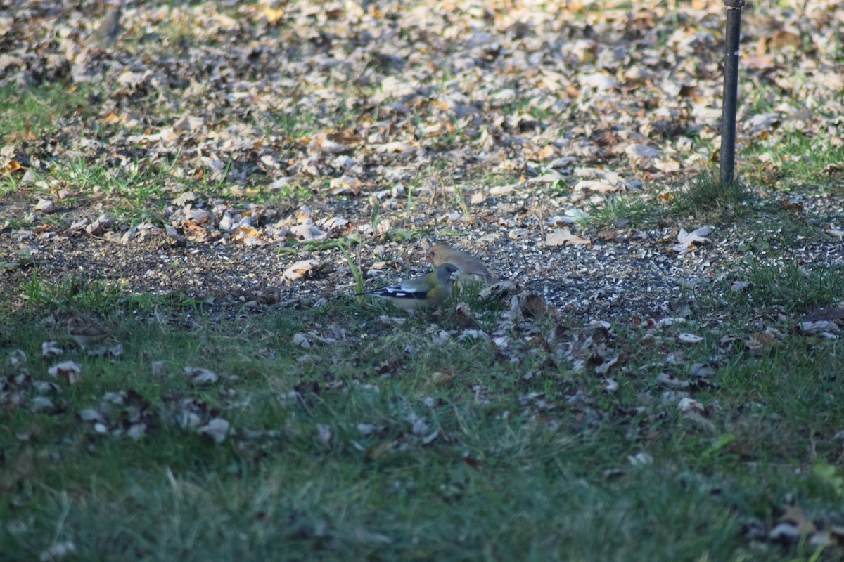 Evening Grosbeak - ML502497201