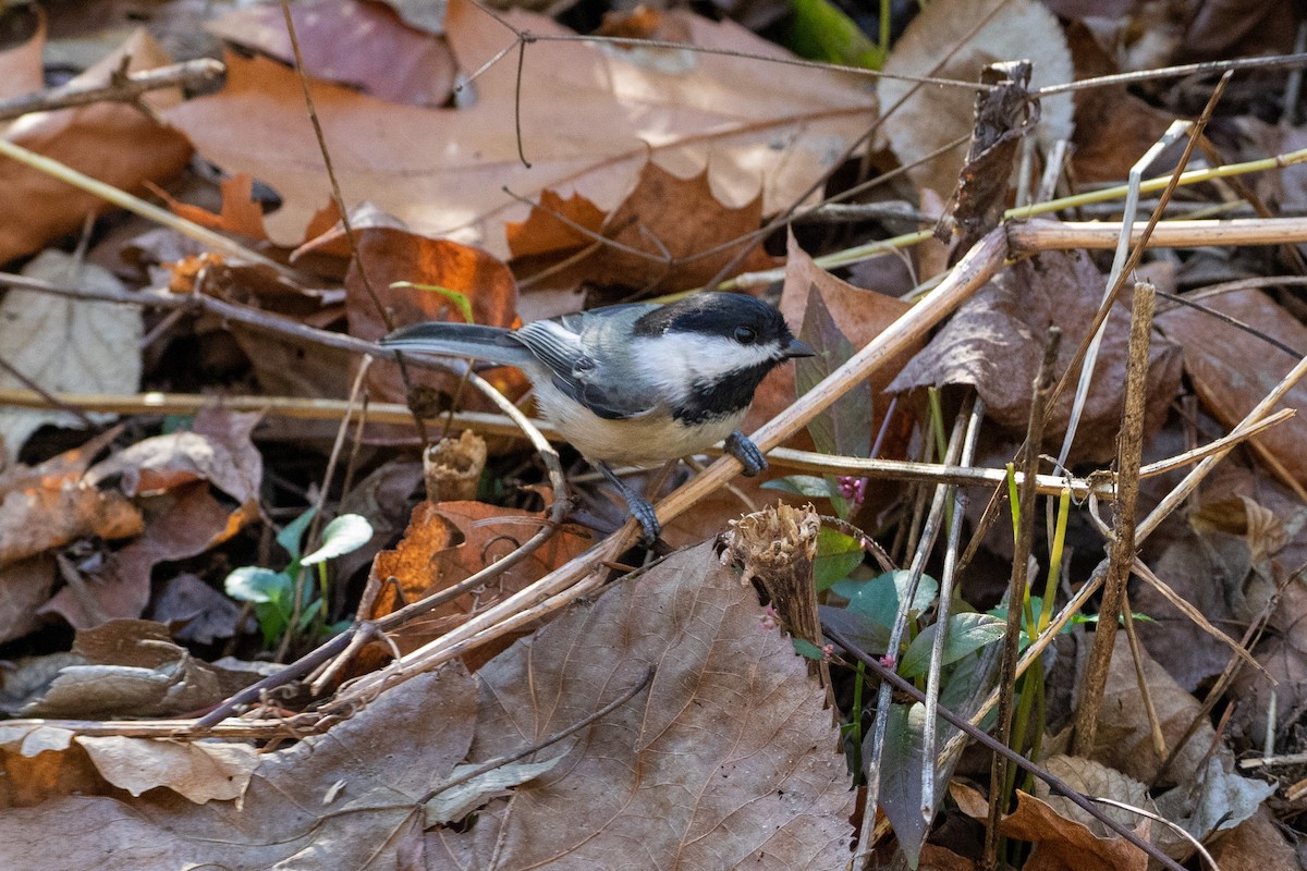 Black-capped Chickadee - Camille James