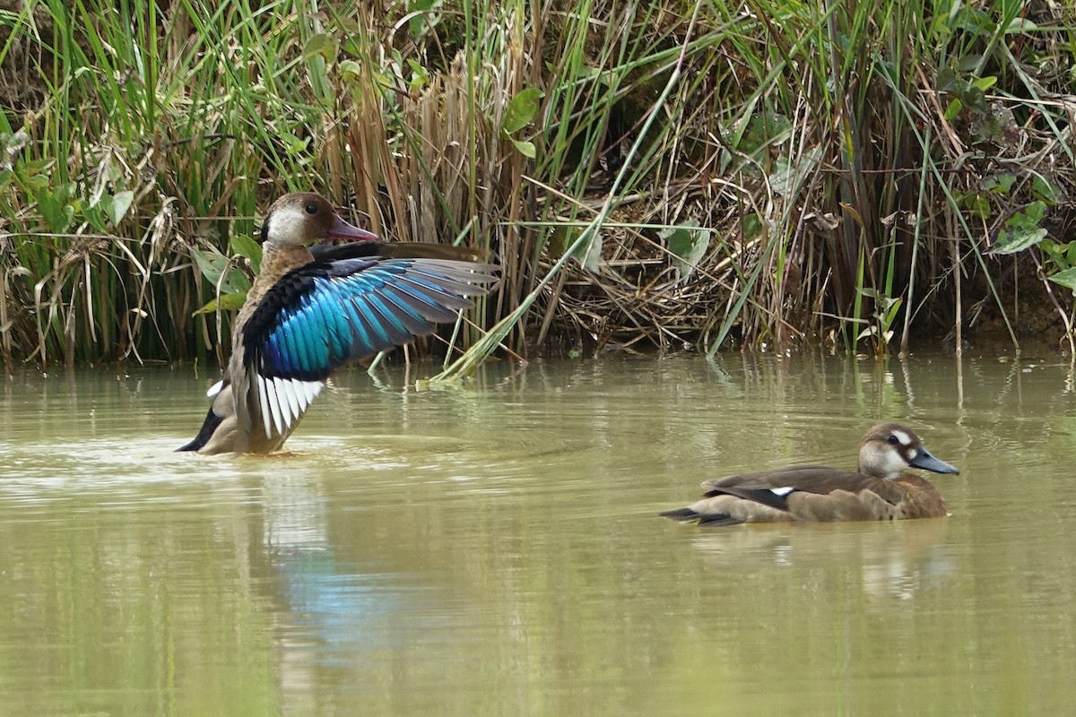 Brazilian Teal - ML502497961