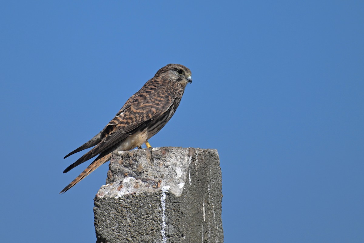 Eurasian Kestrel - ML502498171