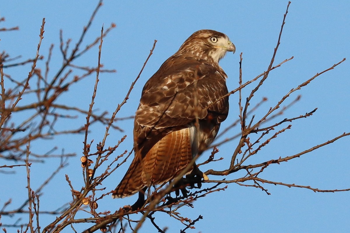 Red-tailed Hawk - ML502499001