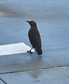 Boat-tailed Grackle - ML502499411