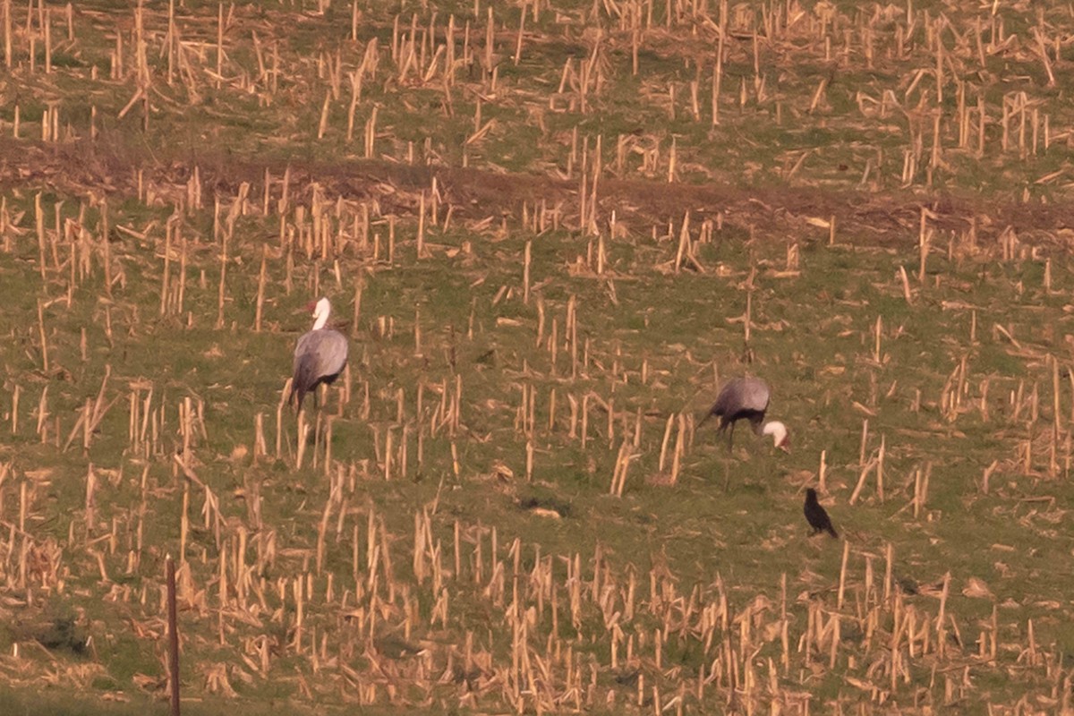 Wattled Crane - ML502499531