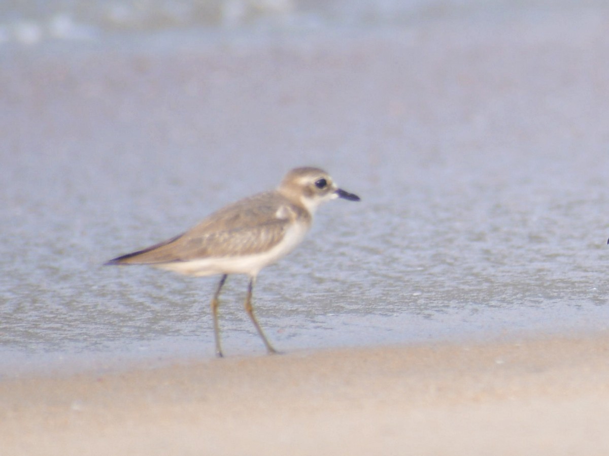 Greater Sand-Plover - ML502500131