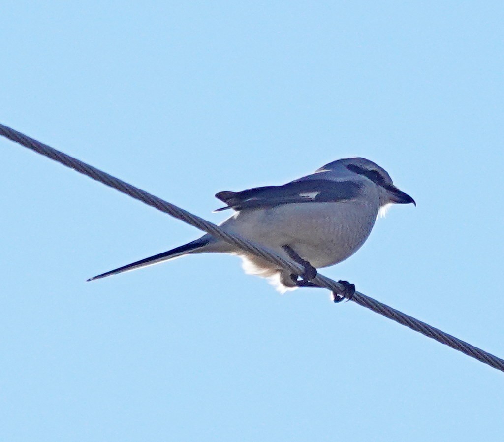 Northern Shrike - ML502500481