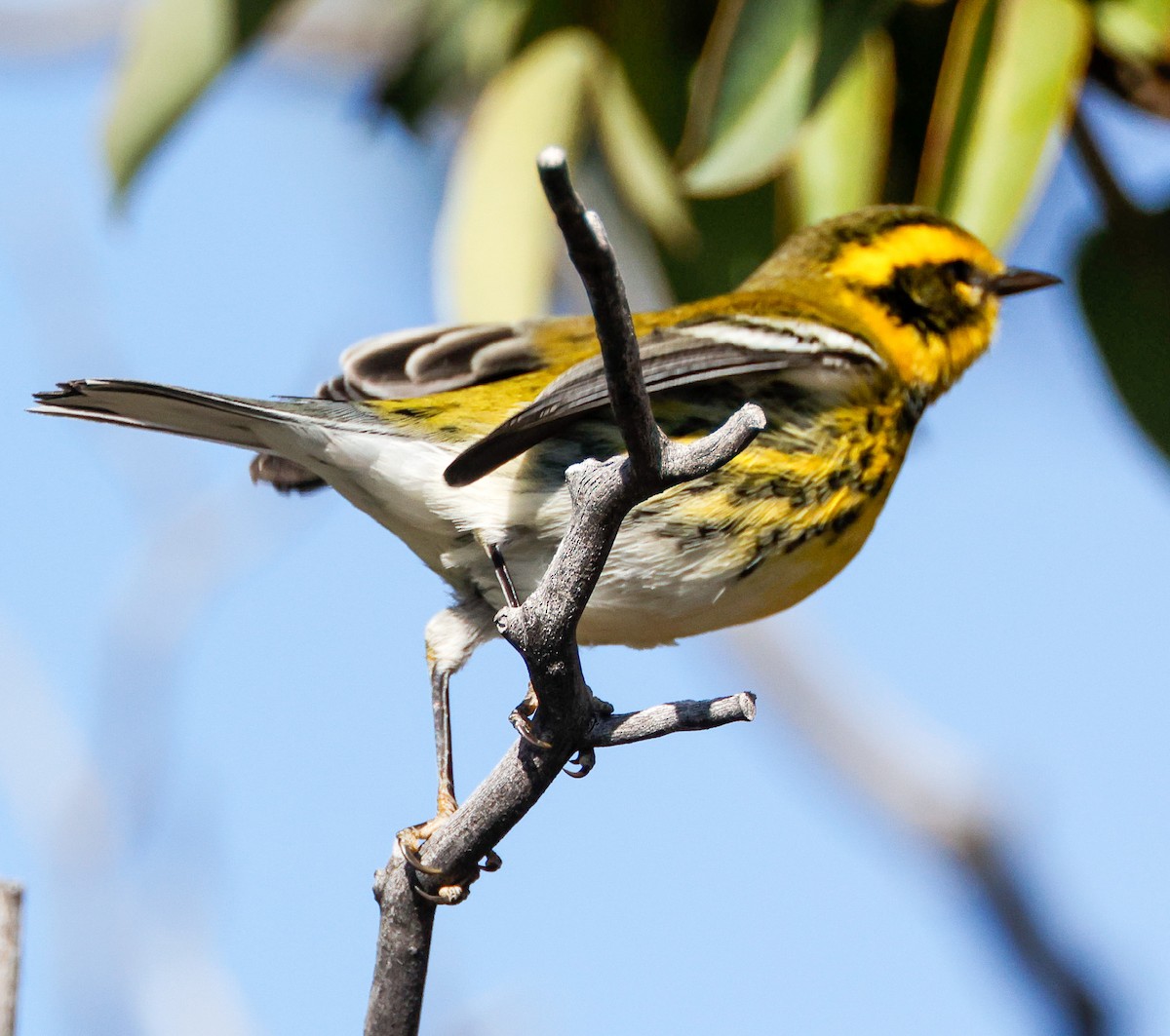 Townsend's Warbler - ML502500491