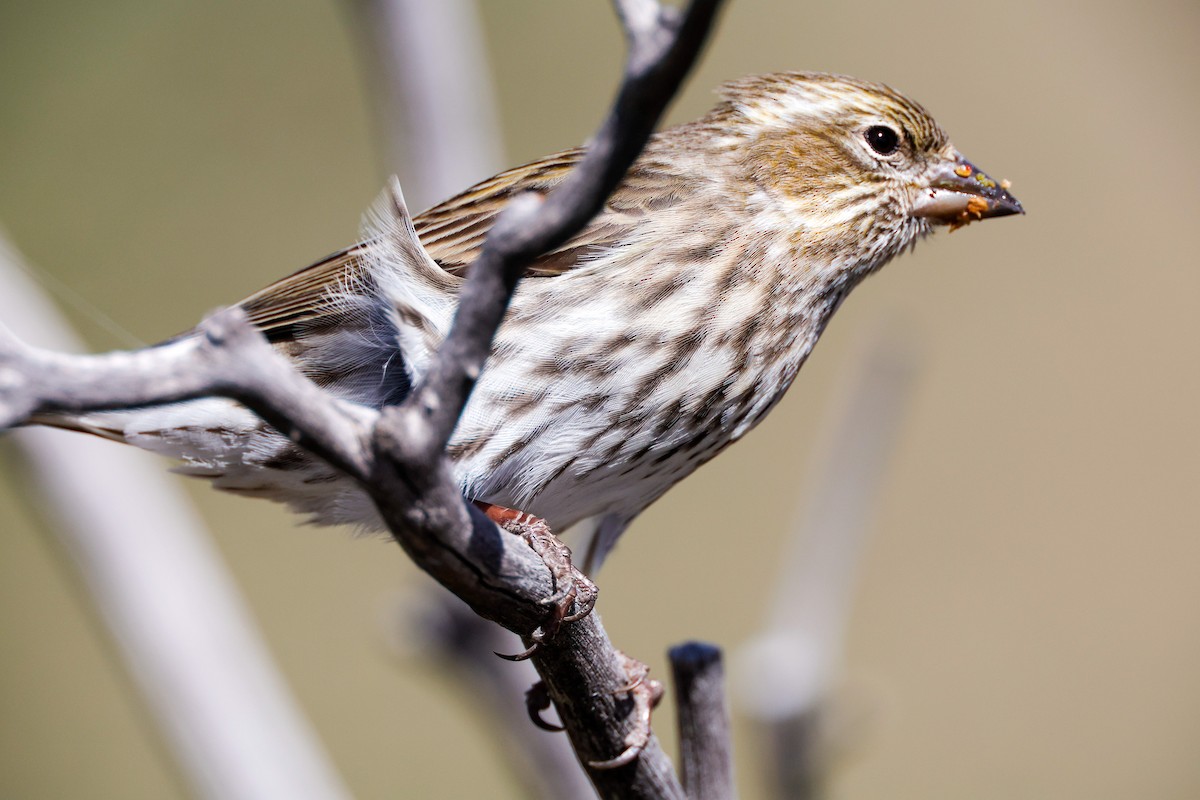 Cassin's Finch - ML502500551