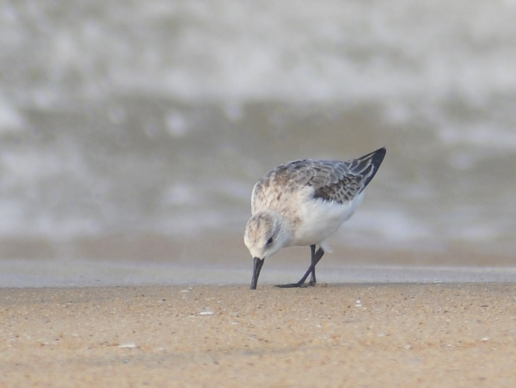 Sanderling - ML502500611