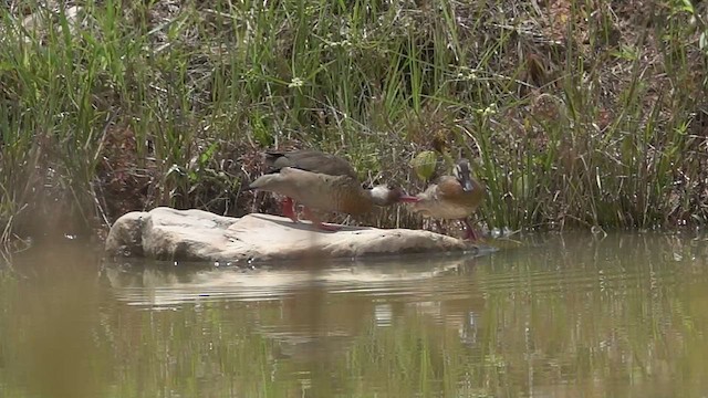 Pato Brasileño - ML502500701