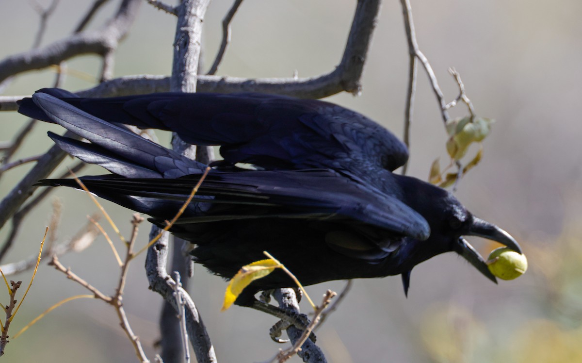 Common Raven - ML502501861