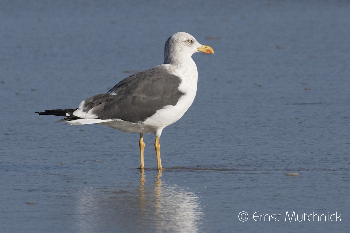 Lesser Black-backed Gull - ML502504291