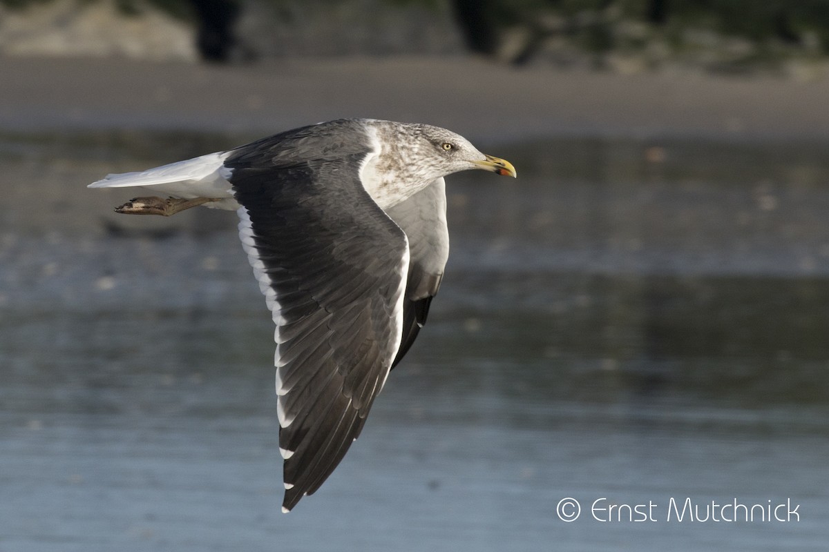 Lesser Black-backed Gull - Ernst Mutchnick