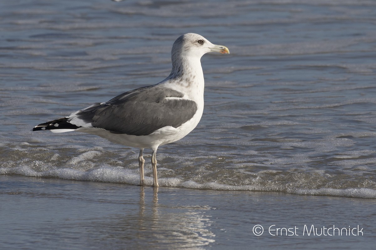 Lesser Black-backed Gull - ML502504331