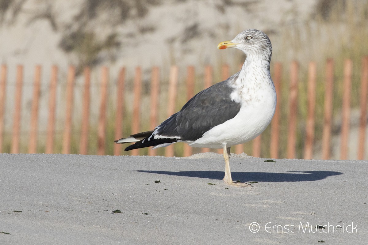 Lesser Black-backed Gull - ML502504351