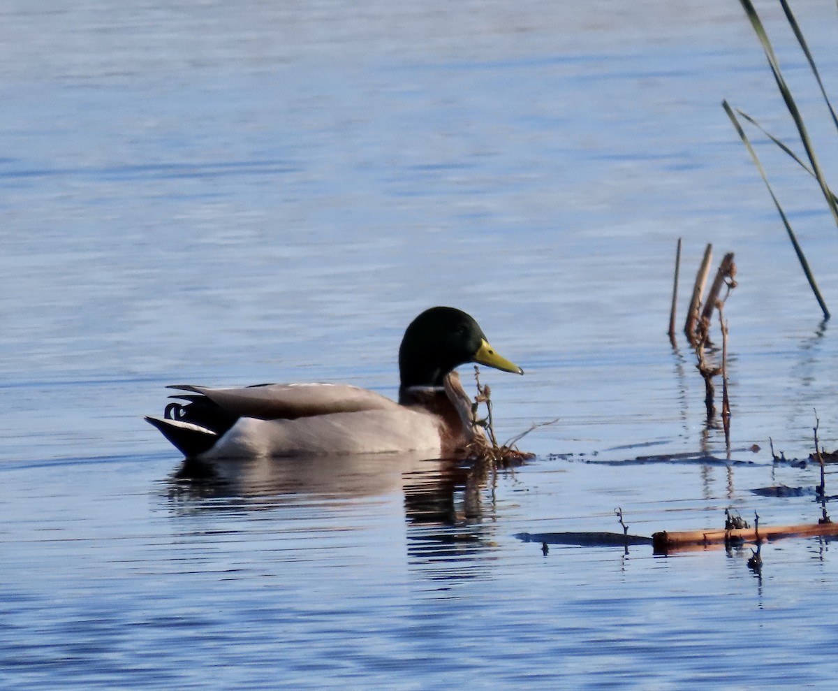 Mallard - ML502504781