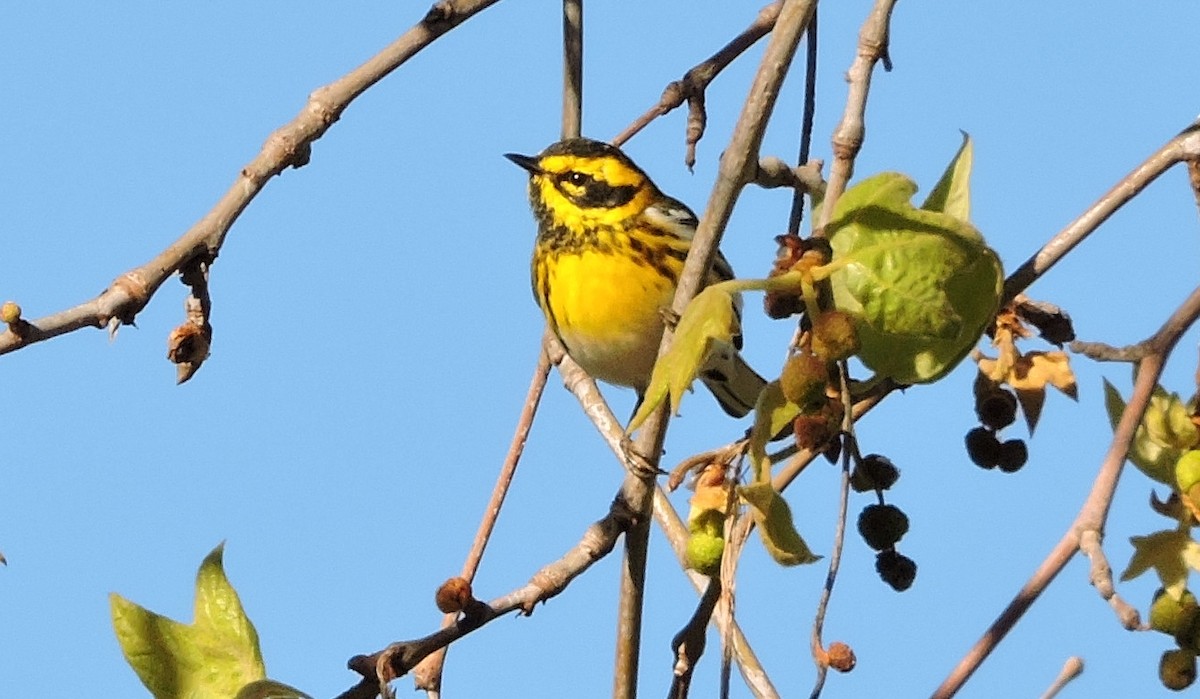Townsend's Warbler - ML50250481
