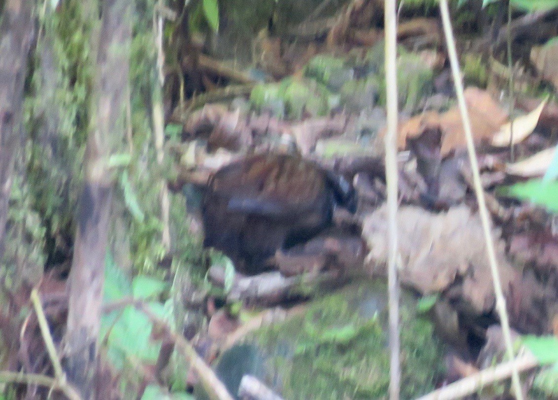 Black-breasted Wood-Quail - ML50250511