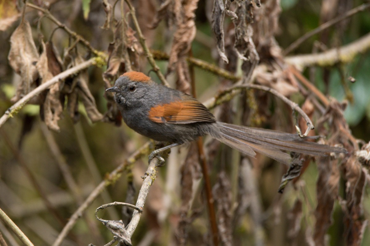 Apurimac Spinetail - ML502507741