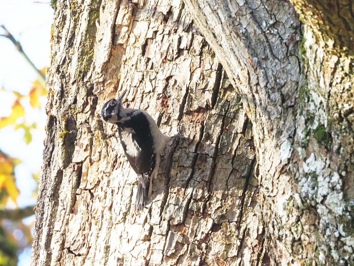 Hairy Woodpecker - ML502508061