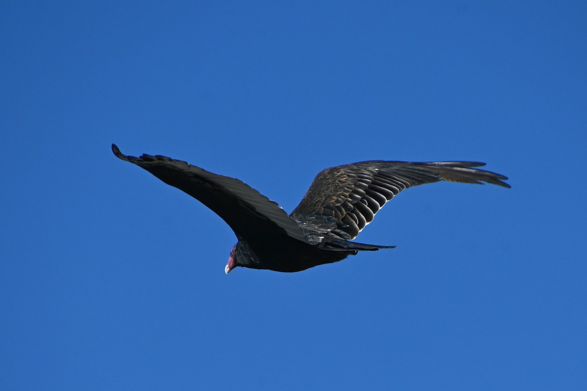 Urubu à tête rouge - ML502511651