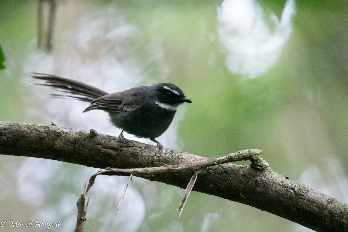 White-throated Fantail - ML502514211