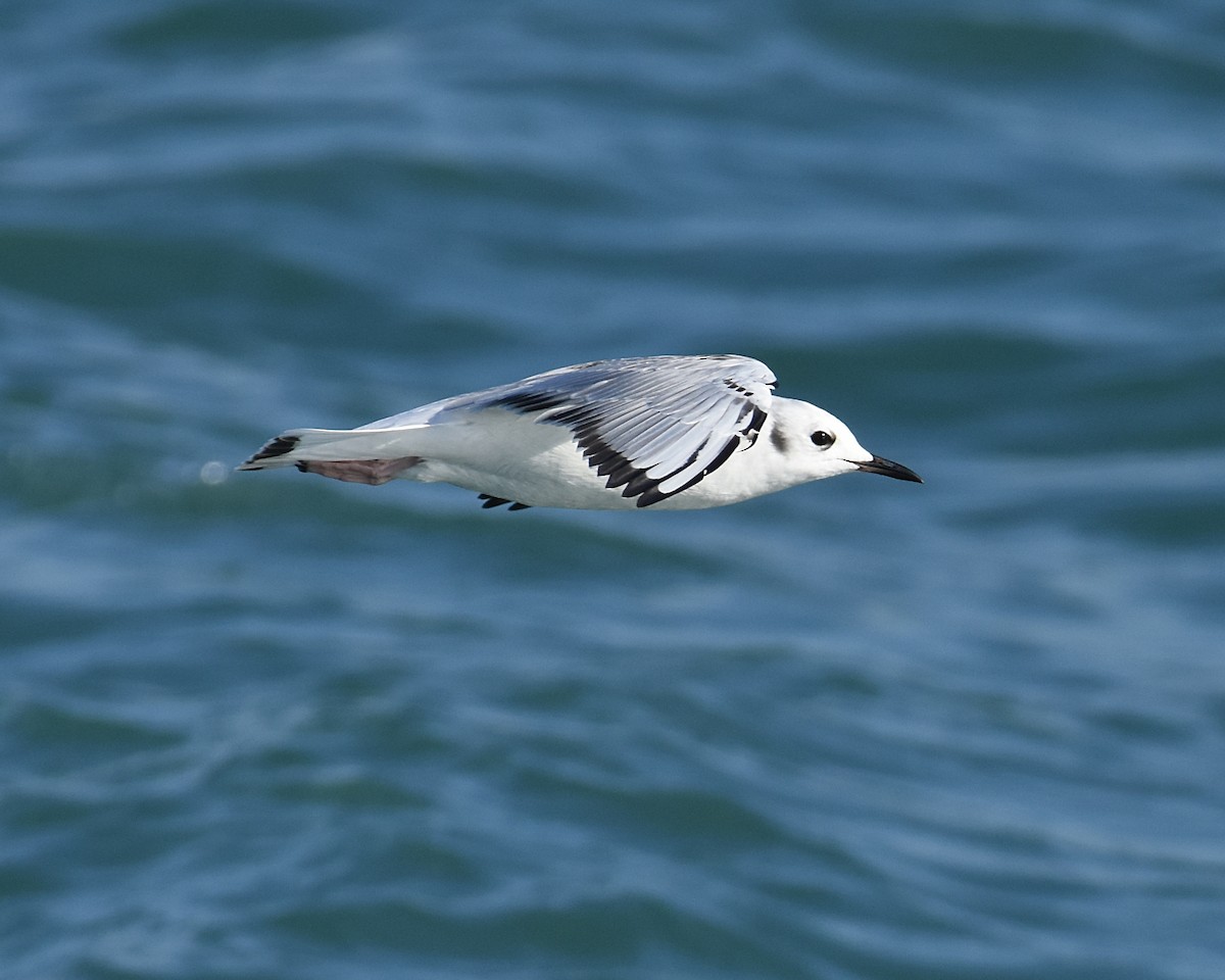 Bonaparte's Gull - Brian Hicks