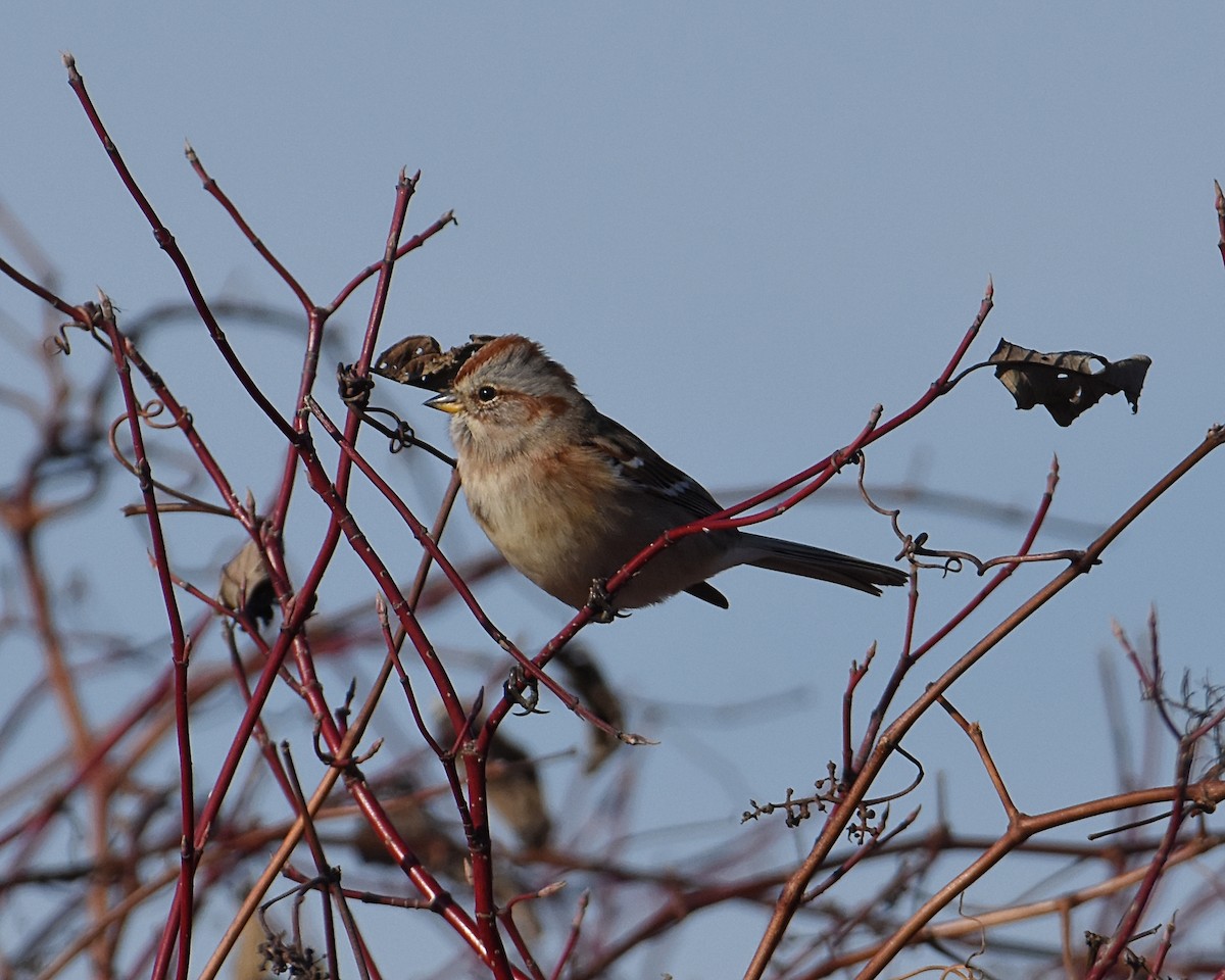 American Tree Sparrow - ML502515351