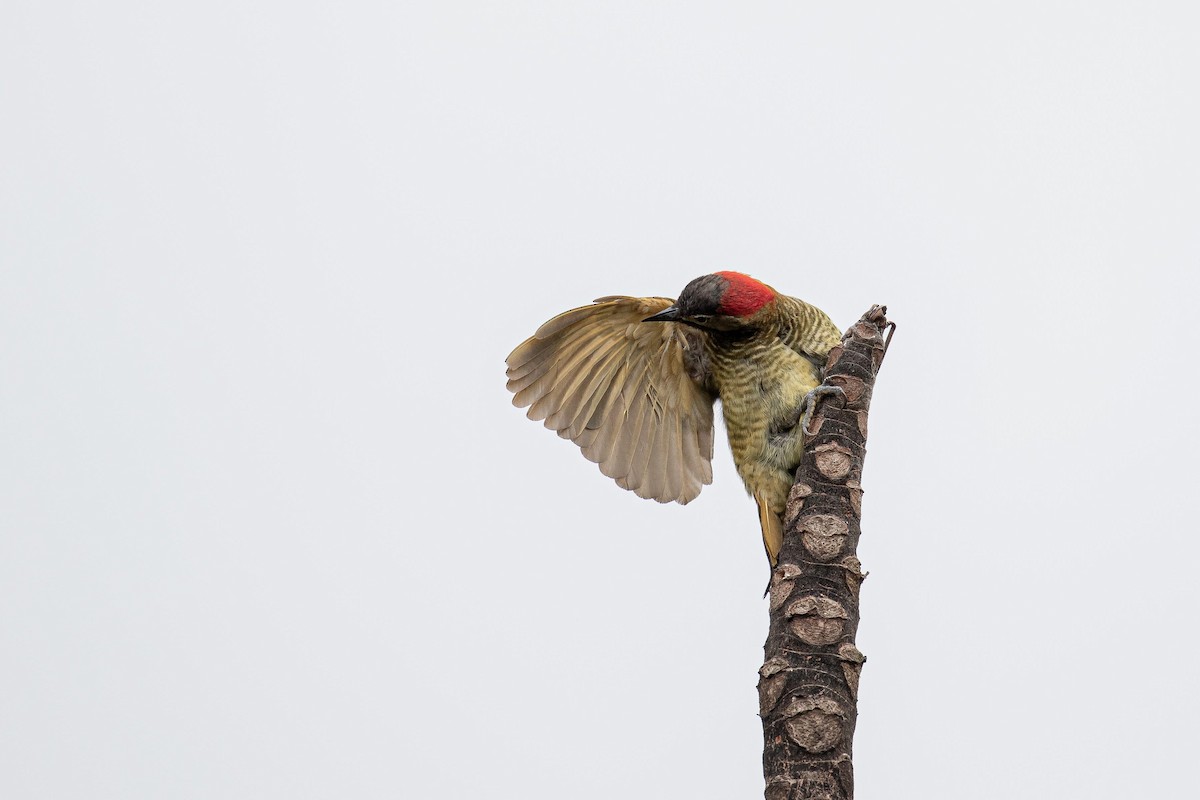 Golden-olive Woodpecker (Golden-olive) - ML502517381