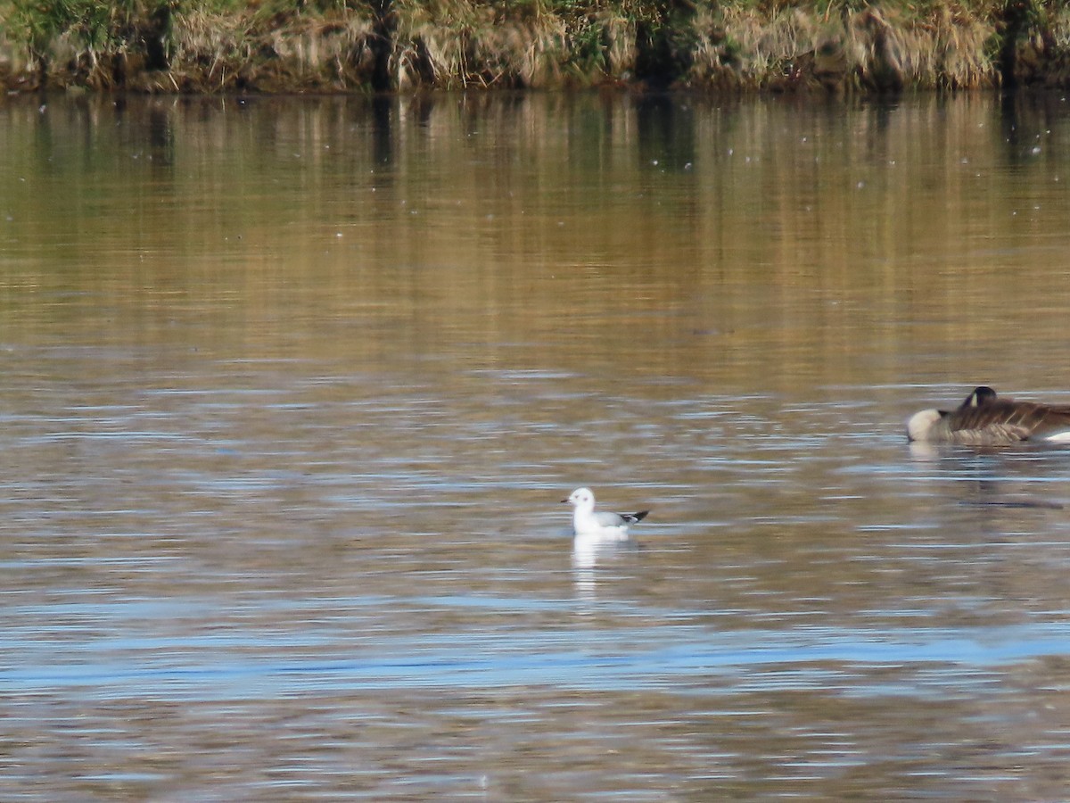 Bonaparte's Gull - ML502518191